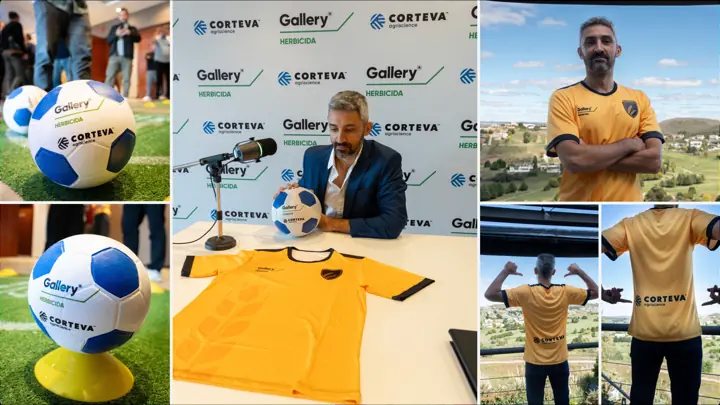 Pelotas y camisetas Gallery